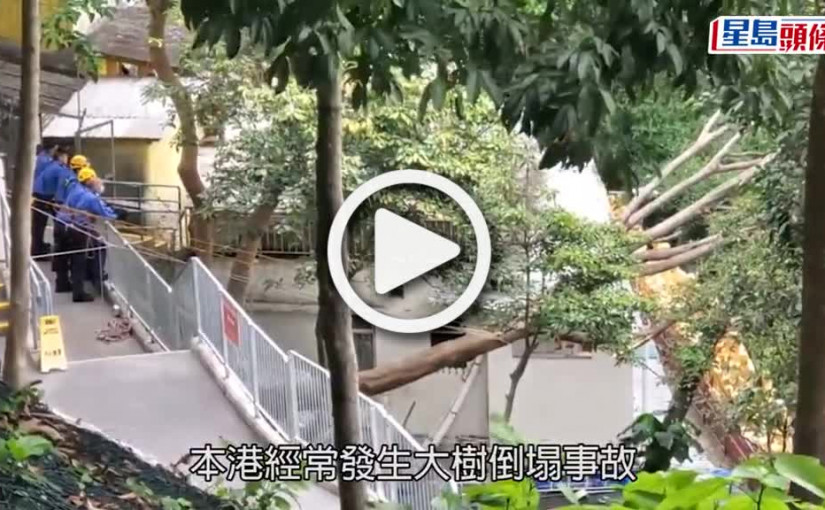 (視頻)沙田萬佛寺對開大樹折斷傾側　兩男女被壓中受傷送院